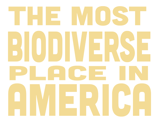 The Most Biodiverse Place in America